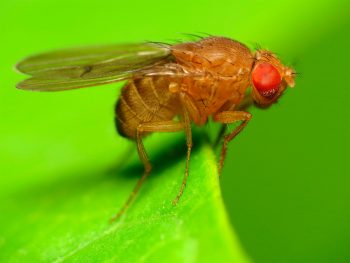 Mouche drosophile mort de peur la salamandre mouche drosophile mante religieuse