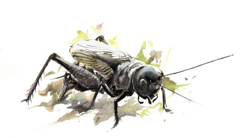 Le grillon est un musicien hors pair !