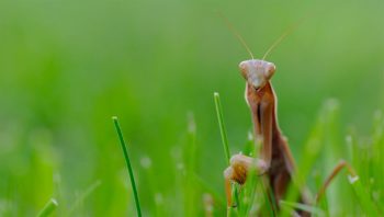 La simple odeur de mante religieuse peut mener à l'extinction d'un petit groupe de mouche.  La simple odeur de mante religieuse peut mener à l'extinction d'un petit groupe de mouche.