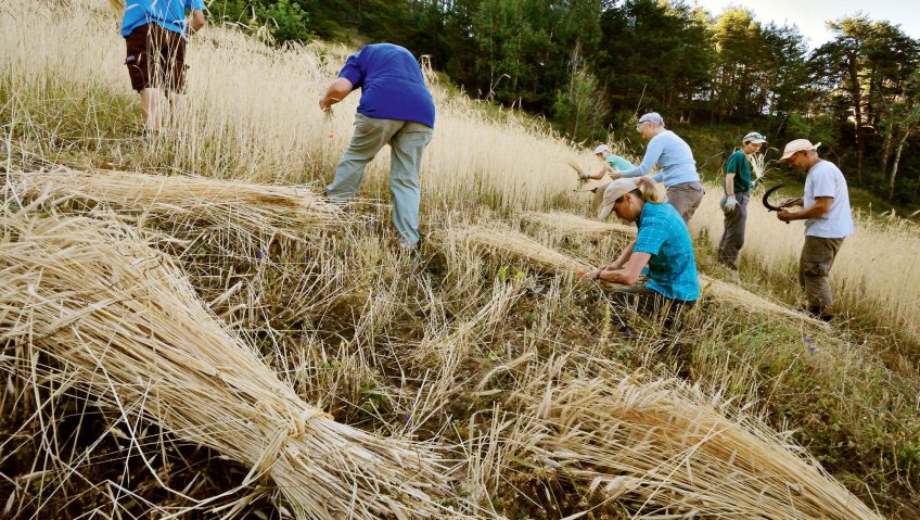 Semons le seigle d’antan - La Salamandre