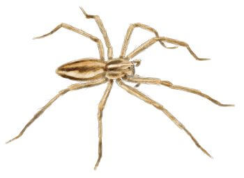 Araignée Pisaura mirabilis  Résidents permanents et occasionnels de l'ortie - La Salamandre