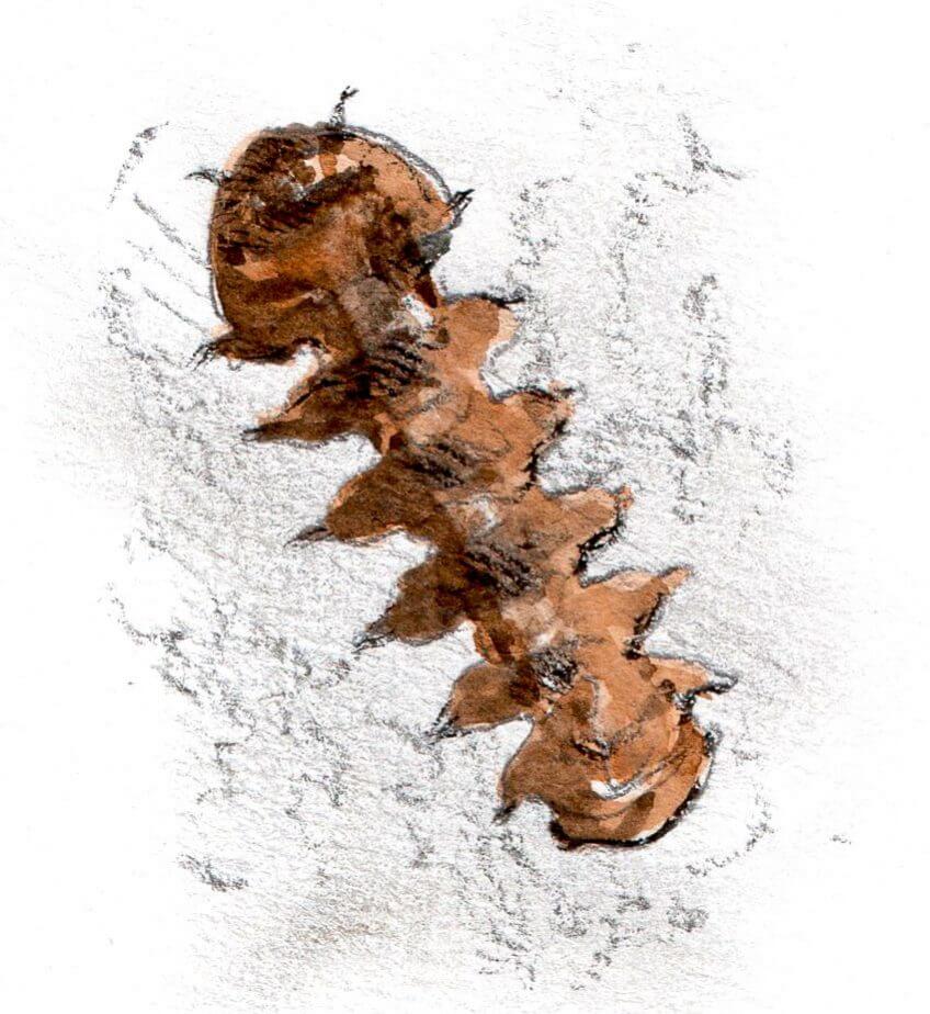 10 mouches fantastiques - La Salamandre