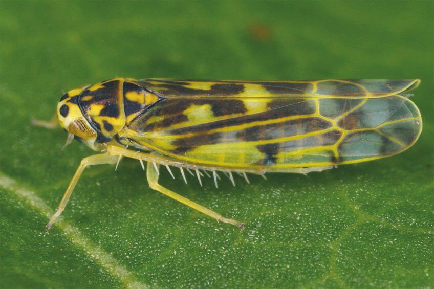 Avec leurs pattes munies d’épines, les cicadelles s’enduisent d’une couche de protéines et de graisses. On pense qu’elles se protègent ainsi de l’eau et de leurs excréments collants. Foreurs, suceuses et mineuses, tous dans l'ortie - La Salamandre