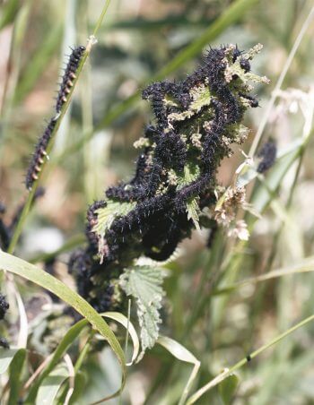 Bien que munies d’épines, les chenilles du paon-du- jour ne sont pas urticantes. Encore 2 ou 3 semaines et elles s’orneront de 2 paires d’yeux. Robert, le paon et autres papillons - La Salamandre