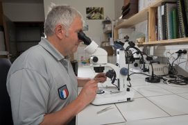 Bruno Tissot examine les syrphes à la loupe. / © Olivier Born