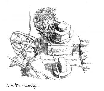 Carotte sauvage / © Lorenzo Dotti