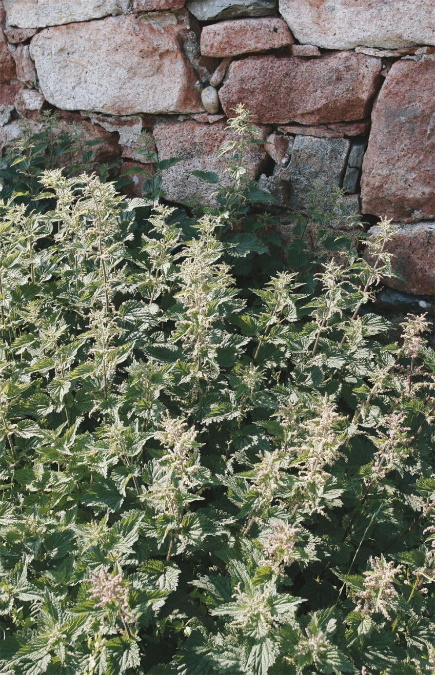 L'ortie, les vertus d’une alliée - La Salamandre