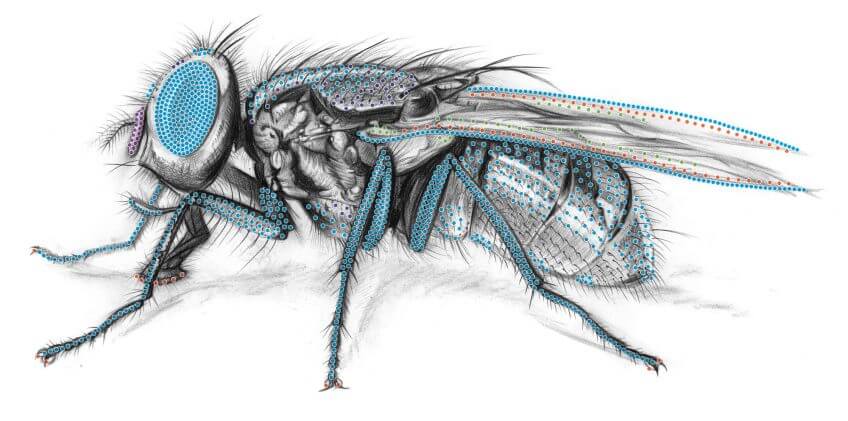 Une mouche, un poil hypersensible - La Salamandre