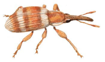 Charançon apion de l'ortie Résidents permanents et occasionnels de l'ortie - La Salamandre