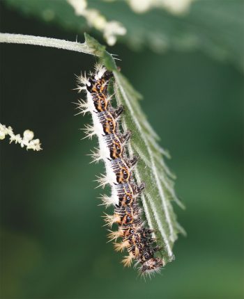 Chenille et papillon du robert-le-diable sont marqués d’une tache blanche. Robert, le paon et autres papillons - La Salamandre