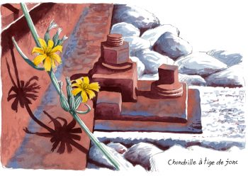 Chondrille à tige de jonc / © Lorenzo Dotti