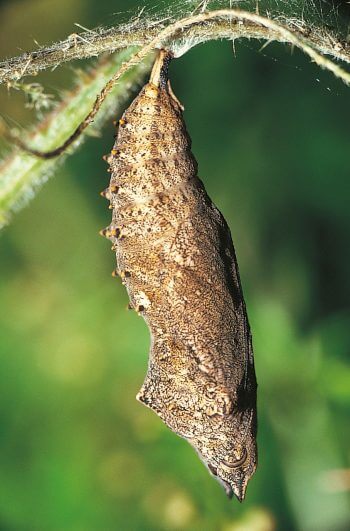 Chrysalide de la petite tortue Papillons et compagnie chez l'ortie - La Salamandre