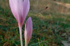 Colchique d’automne dans un pâturage de la crête / © Sofia Matos