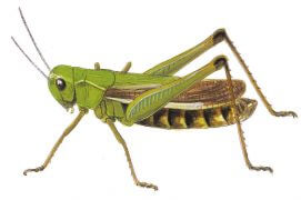 Criquet mélodieux / © Jérôme Gremaud