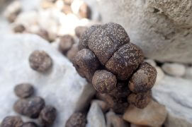 Crottes de chamois à la plage / © Sofia Matos