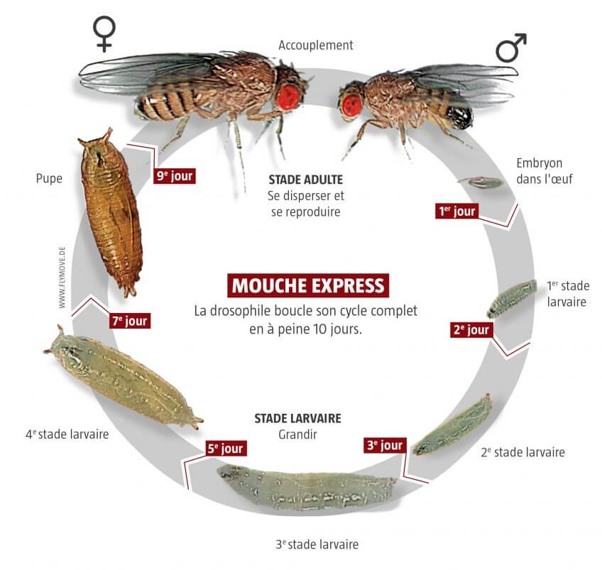 Cycle de vie de la drosophile Mouche, star des laboratoires - La Salamandre