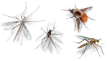 Qui sont ces diptères qui ressemblent à tout sauf à des mouches ?