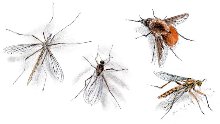 10 mouches fantastiques - La Salamandre