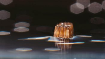 Des oeufs de moustique, première des nombreuses étapes vers l'âge adulte.  Des oeufs de moustique, première des nombreuses étapes vers l'âge adulte.