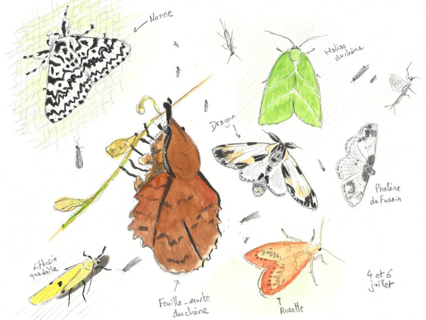 Le monde des papillons de nuit - La Salamandre