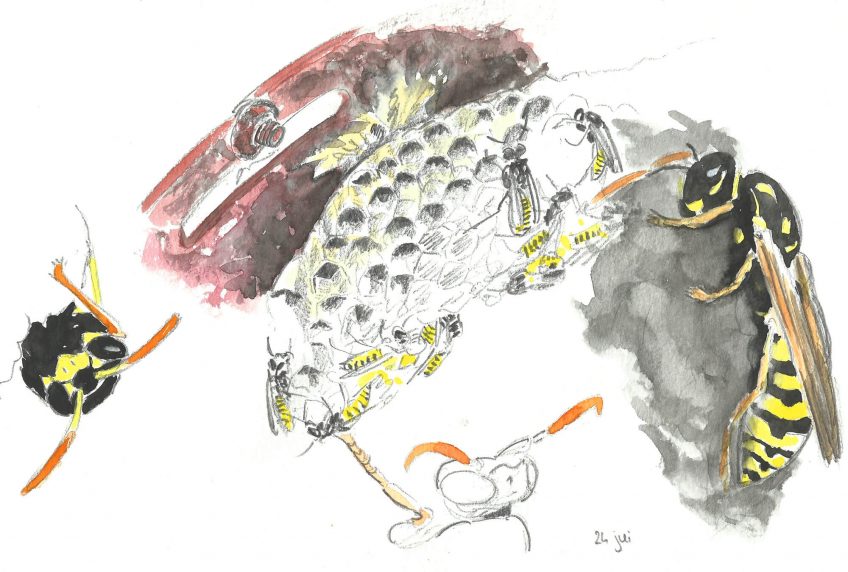 Guêpes satanées voisines de table - La Salamandre