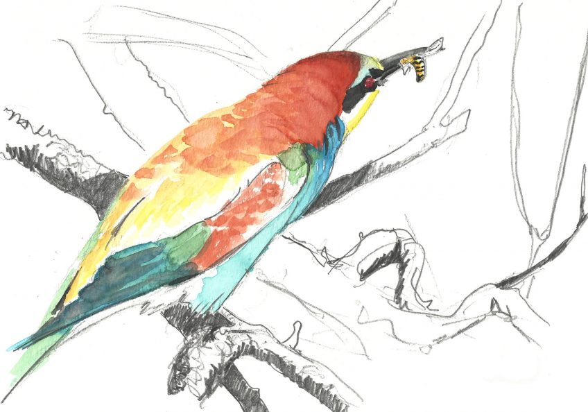 Un guêpier s'invite au voyage - La Salamandre