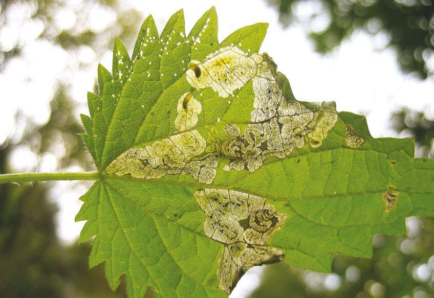 Deux larves d’agromyzide transparaissent en haut de la feuille. Foreurs, suceuses et mineuses, tous dans l'ortie - La Salamandre