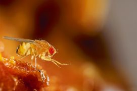 Drosophile / © Solvin Zankl