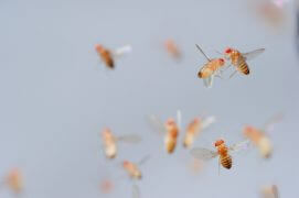 Drosophiles / © Solvin Zankl