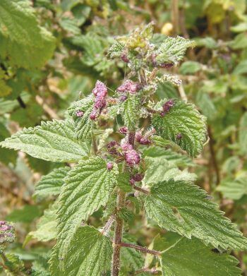 Enfermées dans des galles, les larves de cécidomyies sont vivement colorées en jaune, rouge ou rose.  Foreurs, suceuses et mineuses, tous dans l'ortie - La Salamandre