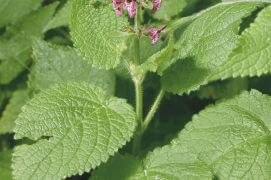 Epiaire des bois / © Christophe Bornand