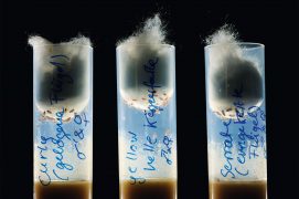 Eprouvettes contenant des drosophiles / © Solvin Zankl