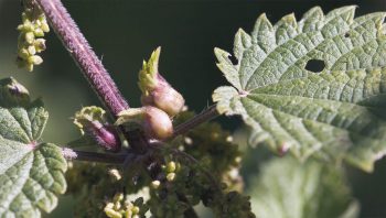 Epuratrice, médicinale, comestible, l'ortie possède de nombreuses vertus. 