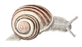 Escargot des bois Résidents permanents et occasionnels de l'ortie - La Salamandre