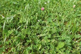 Préférez une pelouse naturellement diversifiée aux semis de gazon très pauvres en espèces.