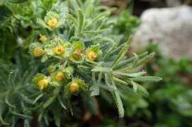 Euphorbe petit-cyprès / © Sofia Matos