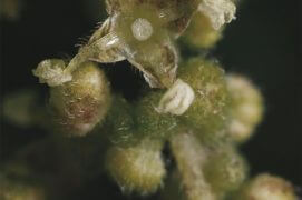 Feurs mâles de la grande ortie / © Gilbert Hayoz