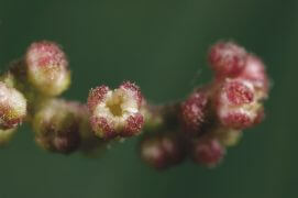 Feurs mâles de la grande ortie / © Gilbert Hayoz