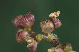Feurs mâles de la grande ortie / © Gilbert Hayoz