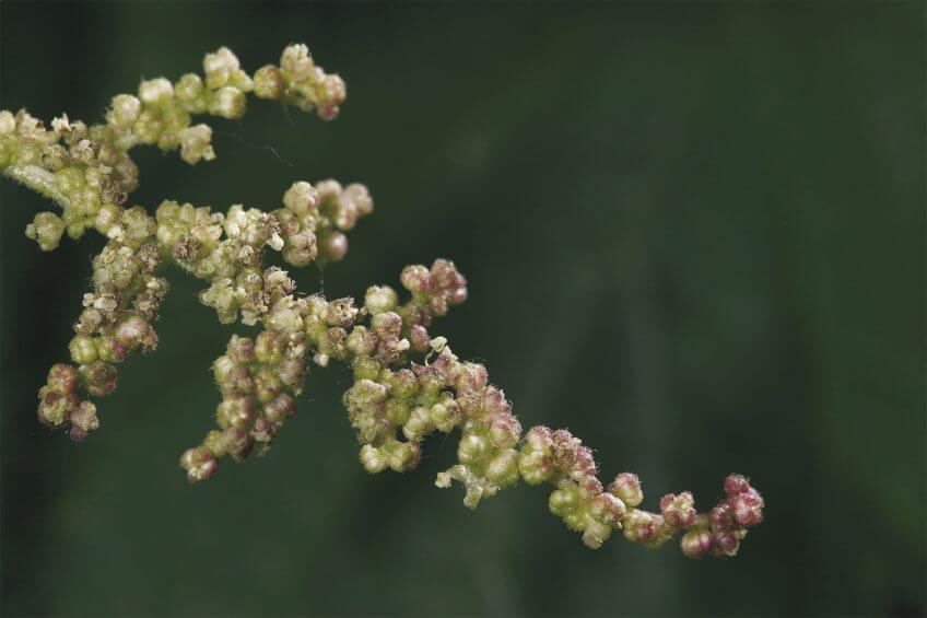 Feurs mâles de la grande ortie Ortie, beauté dans le vent - La Salamandre