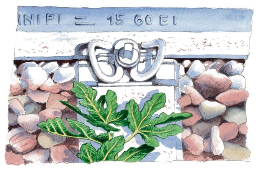 Figuier Les jardins de fers ou la flore des voies ferrées - La Salamandre