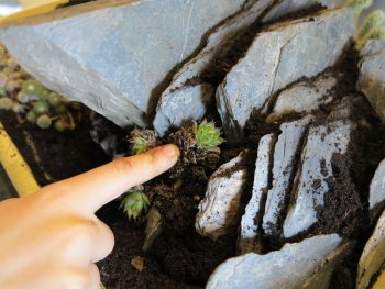Fixer les plantes