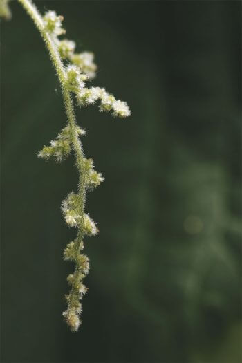 Fleurs femelles de la grande ortie  Ortie, beauté dans le vent - La Salamandre