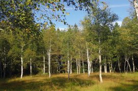 Forêt de bouleaux à la tête du lac / © Sofia Matos