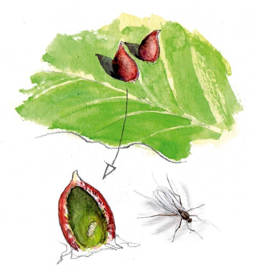 10 mouches fantastiques - La Salamandre