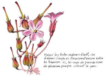 Géranium pourpre / © Lorenzo Dotti