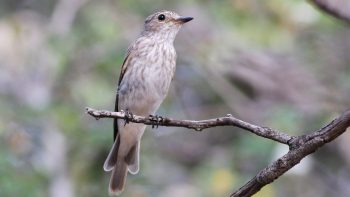 Gobemouche gris Gobemouche gris