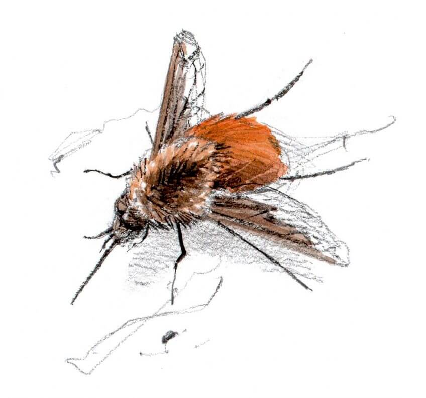 10 mouches fantastiques - La Salamandre