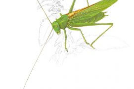 Grande sauterelle verte / © Jérôme Gremaud