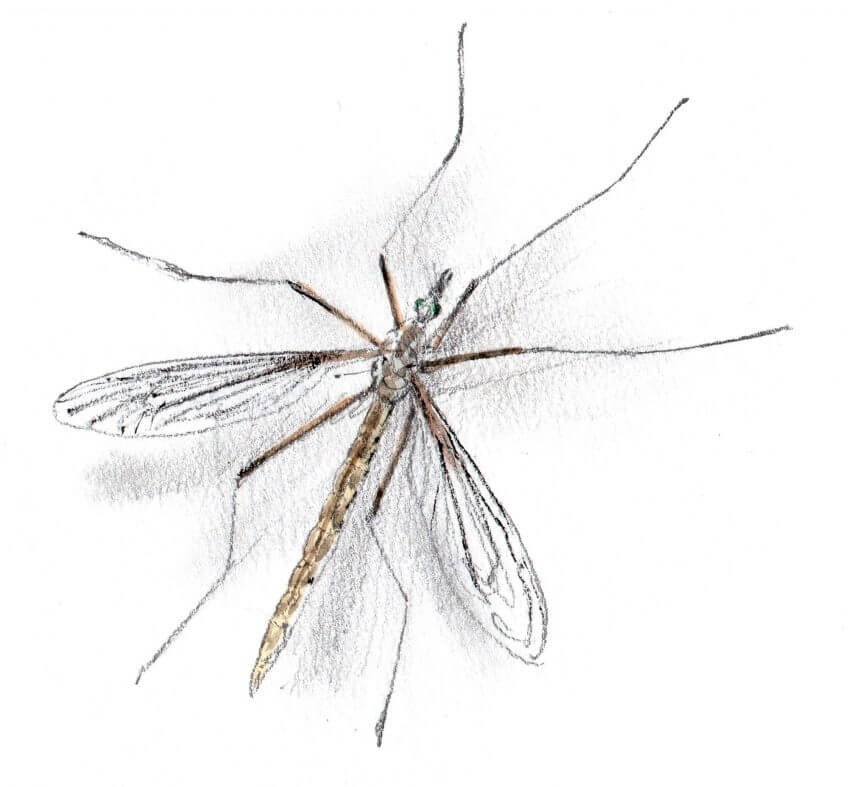 10 mouches fantastiques - La Salamandre